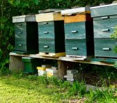 Čebelarstvo je kmetijska dejavnost