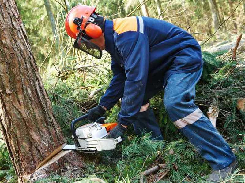 varnostni gozdarski čevlji
